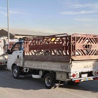 كيا • محجل • فحل