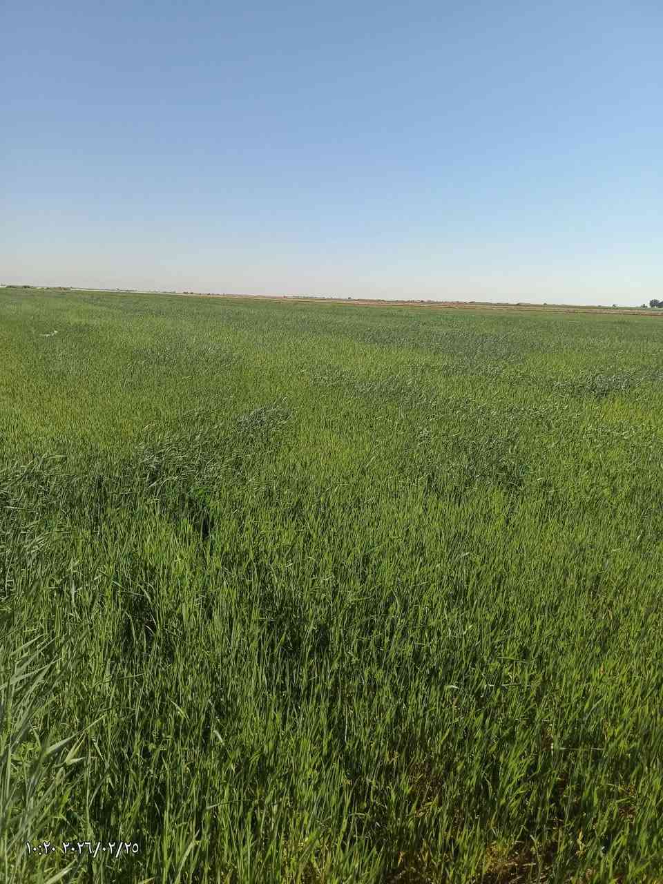 سلام عليكم ..
وين اهل الحلال حنطه چتل للبيع 

المساحه (20) دونم ..

العنوان محافظة الديوانية قضاء الشنافيه قرب صيطرت الخسف ما متواجد عل الفيس الشراي يتصل والمو شراي لا يتعبنه واذا ما عندك رصيد رمش عله هذا الرقم ***********
