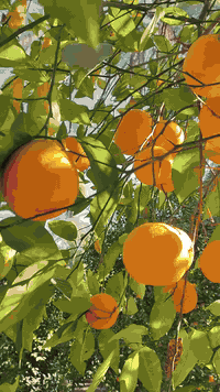 سبحان الله وبحمده. أستغفرك اللهم ربي وأتوب إليك من كل ذنبٍ عضيم.. لا حول ولا قوة الا بالله العلي العظيم واتوب اليه عدد خلقه. ما شاء الله تبارك الرحمن
صفحتنا مختصة ببيع الفسائل البرحي والمجهول النسيجيي ***********
#متابعة فضلآ منكم وليس أمرآ #متابعه#لايك للفديو
