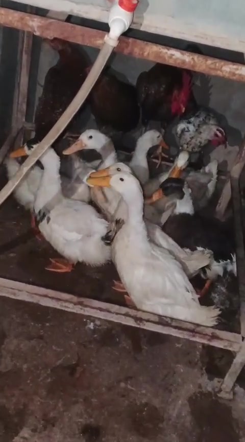 للبيع بشات حلوات ونظاف سعر الزوج اب ١٥ العدد ٨ مكاني بيجي


**إذا كنت صاحب هذا الإعلان وتريد حذفه لأي سبب، رجاءا أرسل رسالة إلى الدعم الفني**