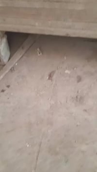 سير.ولوح.٤امتار.روسي.درجه.اولى بغداد.الحبيبيه.نهايته.شي.على.شي.٤٠٠.الف...