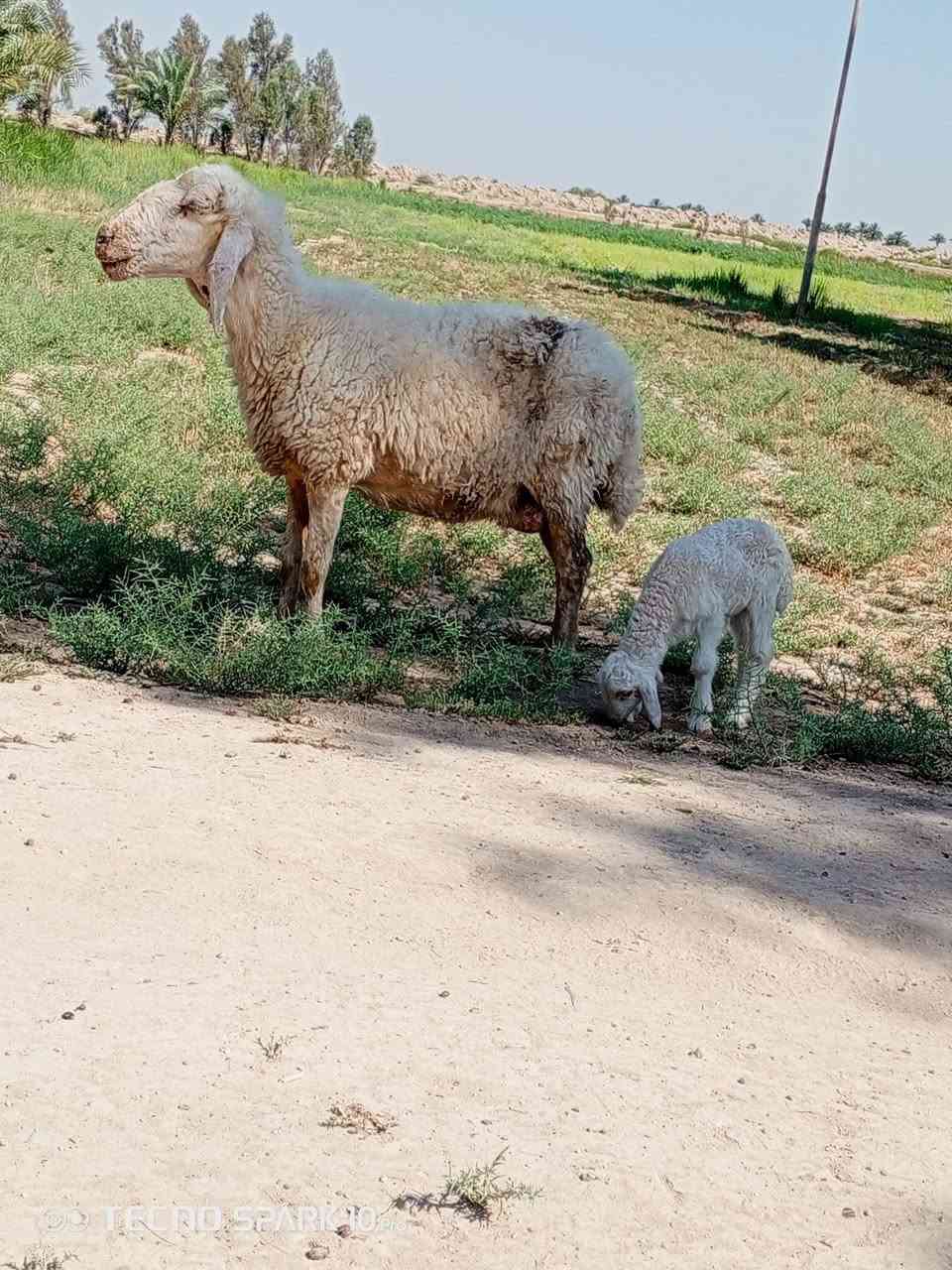 السلام عليكم اخوان متاح نعجة مطفل عوسيه وراهة فحل نعجة خشنه خير من الله الي يردهة يعلق او يتصل ***********
