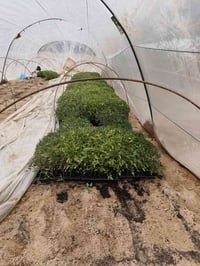 شتل صيفي • فلين • مزارع كربلاء