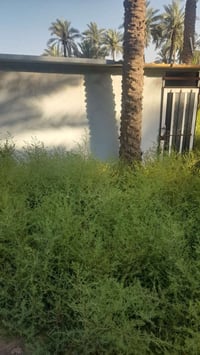 كرفان • ٥×٤ • بابل