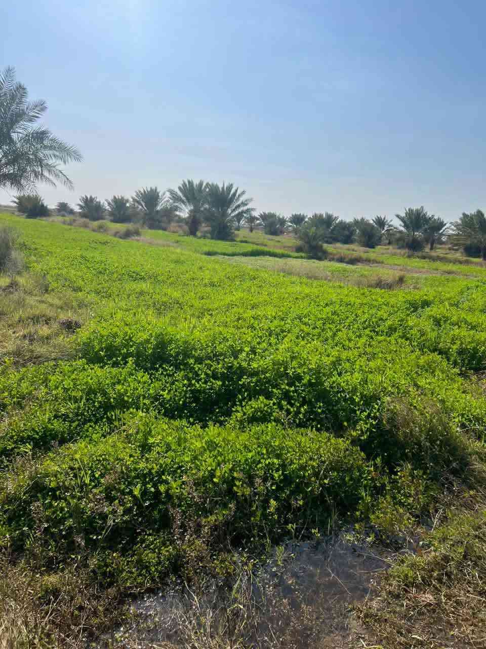 بستان للبيع
المساحه 12 دونم ويحتوي على 250نخله (شويثي)ومتوفر كافه الخدمات ماء كهرباء  تبليط
العنوان ناصريه قلعه سكر منطقه الجدوع قرب مدرسه الأزهار البتدائيه 
رقم الهاتف***********
