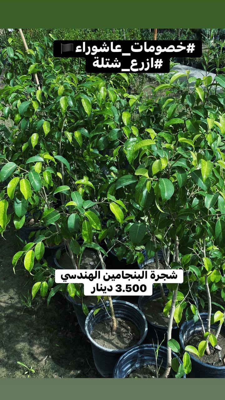 🌳 سلام عليكم جميعاً 🌳

🏴 #خصومات_عاشوراء 🏴

فقرة جديدة ندعم ونحث على زراعة 🌳 شجرة في ايام #عاشوراء_الحسين 

بمناسبة أيام عاشوراء الخالدة، واستلهاماً من قيم العطاء والإصلاح التي جسدها الإمام الحسين (عليه السلام)، يسرّنا أن نعلن عن خصومات عاشوراء الخاصة على مختلف النباتات والأشجار.
ندعو الجميع إلى المساهمة في نشر المساحات الخضراء والتشجير، فغرس شجرة اليوم هو صدقة جارية وأثر طيب للأجيال القادمة.
🌿 خصومات مميزة�🌳 أشجار ونباتات متنوعة�🌱 معاً نحو بيئة أجمل وأكثر خضرة
أهلاً وسهلاً بكم.

((     عن الإمام جعفر بن محمد الصادق قال:

“الزارعون كنوز الأنام، يزرعون طيباً أخرجه الله عز وجل، وهم يوم القيامة أحسن الناس مقاماً وأقربهم منزلة.)) 

( ملاحظة ) الاسعار داخل كل صورة 
تشمل جملة ومفرد ☘️
#ازع_شتلة
#من_اجل_بيئة_نضيفه🌱
#عدم_التصحر 🪾


**إذا كنت صاحب هذا الإعلان وتريد حذفه لأي سبب، رجاءا أرسل رسالة إلى الدعم الفني**