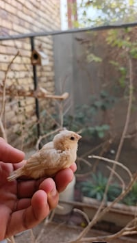 فناجين • زوجين • مشخاب