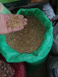 شعير صيفي • بونيكام اصباني • علف أربيل فيد