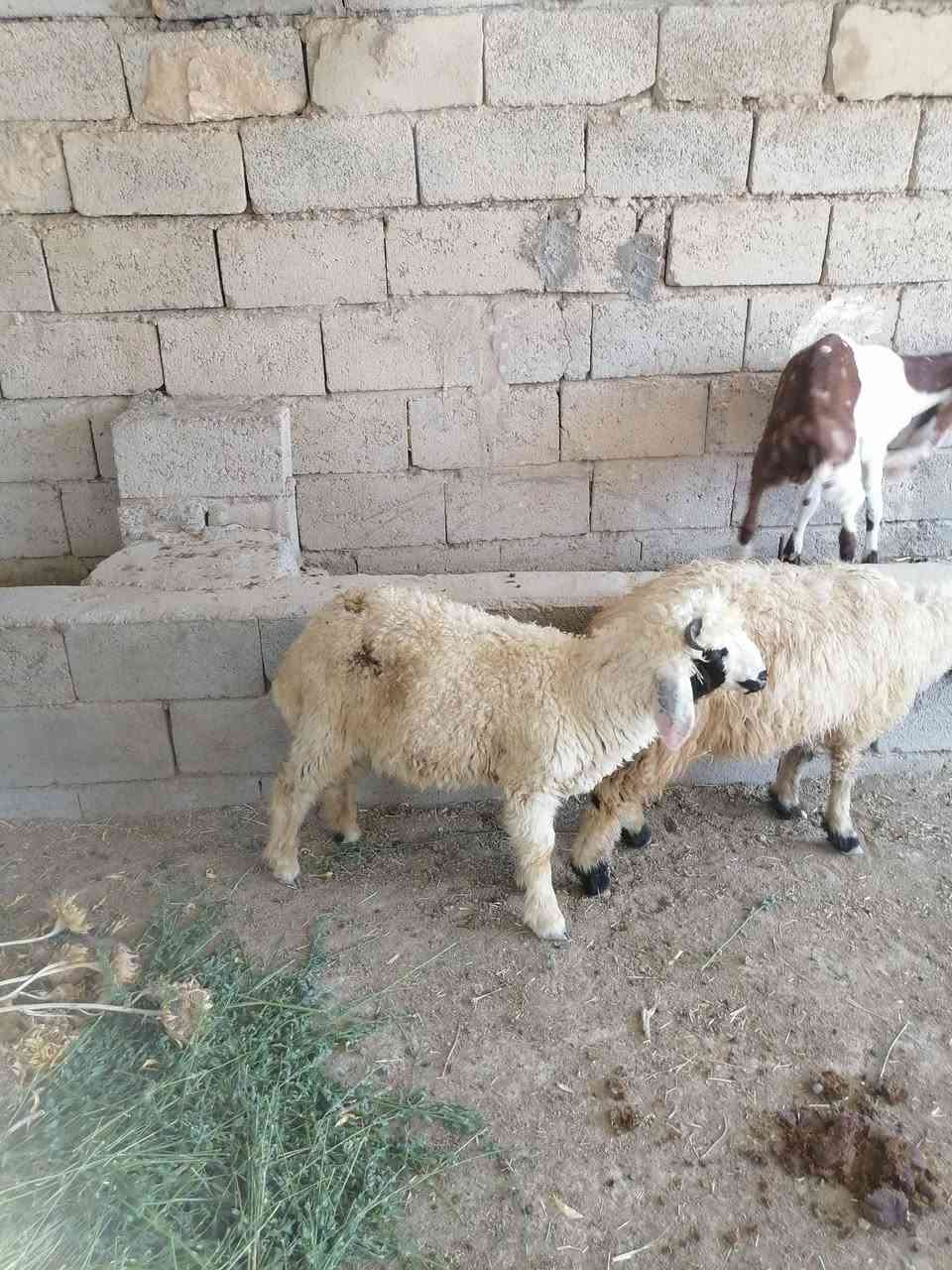 يالله سلام عليكم اخوان طليان العدد ٤ كلهن افحل ثنين نذاريات وثنين خشنات الي يريىدهن هسا يتواصل وياي وبل خدمه المكان واسط الشحيميه قريه 10
*********** 
يالله سلام عليكم اخوان طليان العدد ٤ كلهن افحل ثنين نذاريات وثنين خشنات الي يريىدهن هسا يتواصل وياي وبل خدمه المكان واسط الشحيميه قريه 10
