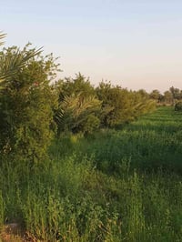 ٥ دونم • خلف جسر المصابيح • طابو الكاظمية