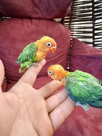 متاح 7 تكات غندوره كرين خط اول شرط متعلمين ع زق الشراي يتفضل خاص او يت...