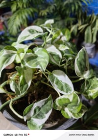 نباتات داخلية • مشاتل • قضاء الدور