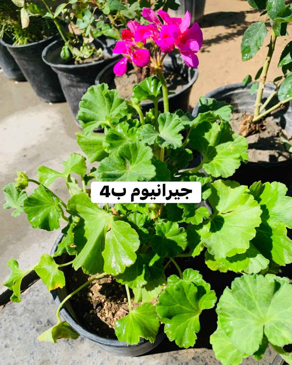 #الاسعار #داخل #صور


**إذا كنت صاحب هذا الإعلان وتريد حذفه لأي سبب، رجاءا أرسل رسالة إلى الدعم الفني**