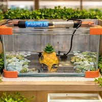 حوض سمك زينة  مع محرار هيتر للتدفئة  مع بيت للسمكة وحجار زينة مضيئة ار...