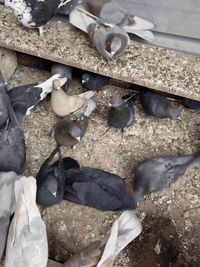 السلام عليكم اخوان حمام طيب جسم ونضافه ولوت الله شاهد بالهوه العالي كلهن يكعدن بيهن مشاغل وبيهن ملموم وميزه . هاذ رقمي ‭0788 298 8428‬ وبخدمتكم  مكاني البصرة قرب حي الزهراء
