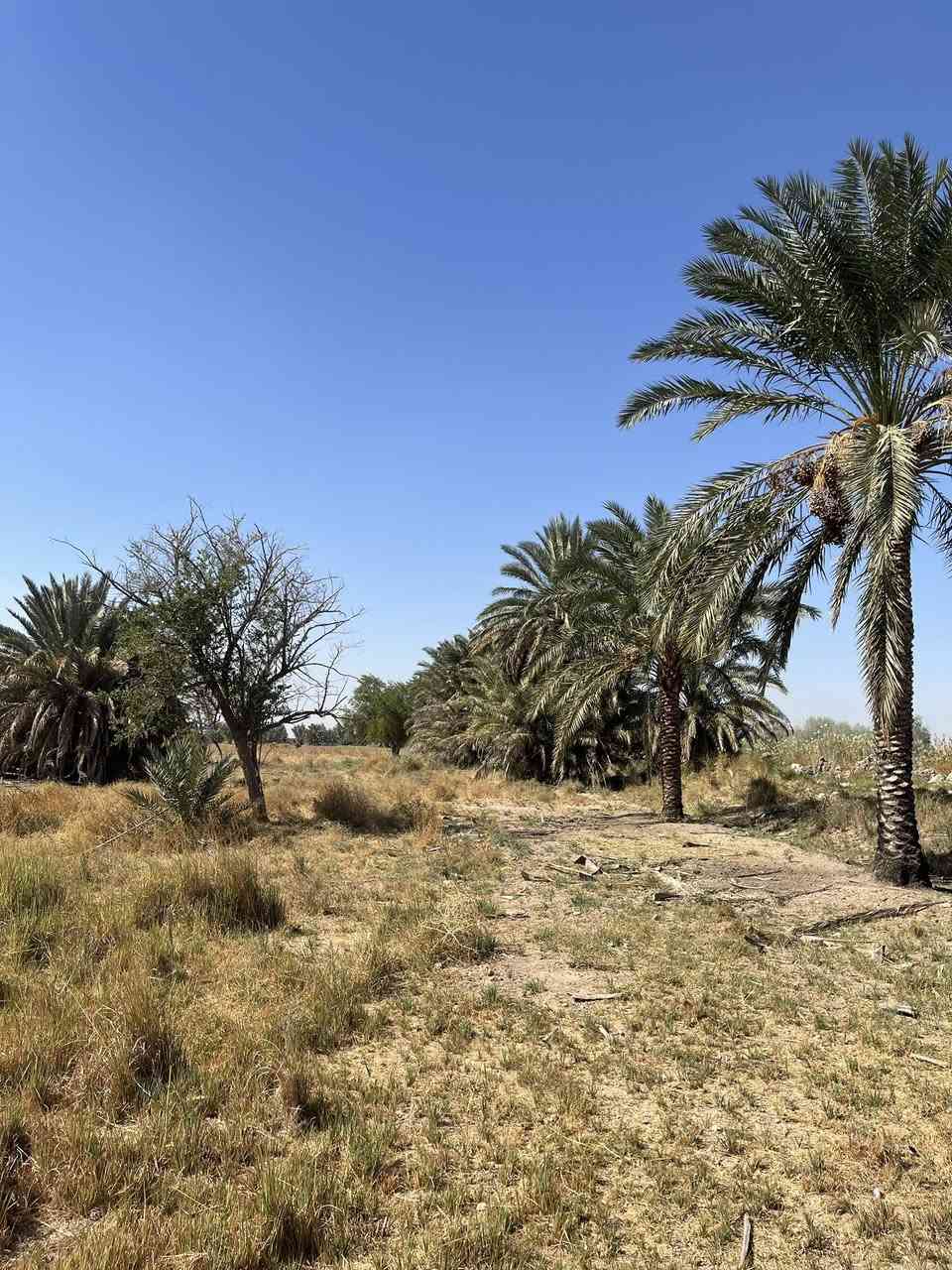 🌿 للبيع – أرض زراعية مميزة في ديالى / قرية الهاشميات
المساحه :25دونم
📄 السند: طابو صرف رسمي

✨ مميزات الأرض:

 • تقع في منطقة الهاشميات بالقرب من جامع الهاشميات الكبير.

 • ماء وكهرباء متوفرة قرب الأرض.

 • أرض مناسبة للزراعة، المشاريع الحيوانية، أو إنشاء مزرعة استثمارية.

 • طريق وصول سهل وخدمات قريبة.

 • موقع هادئ وخصب، مناسب للراغبين بالاستثمار الزراعي الحقيقي.

💰 السعر: من يناسبه يتواصل على الخاص

📞 للاستفسار والتواصل ***********
