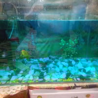 حوض سمك • ملحقات • ١١ سمكة