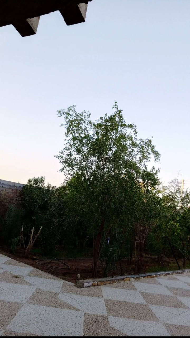 دار للبيع المساحة ٦٠٠ متر يتكون من ٣ غرف صاله  كبيره مطبخ استقبال مساحه البناء ٤٠٠ متر الباقي حديقه طارمه البناء طابوگ البيت طابقين العنوان قرب أبو رعد السيراميك حي فدك الفرع الثاني*********** الاتصال ع رقم يوجد كهرباء ماء اساله
