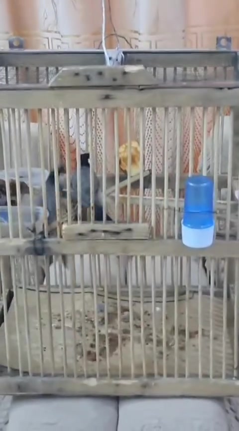 زوج بلابل عراقي بخمسين ألف تصوير لافراخ موجود بتعليق


**إذا كنت صاحب هذا الإعلان وتريد حذفه لأي سبب، رجاءا أرسل رسالة إلى الدعم الفني**