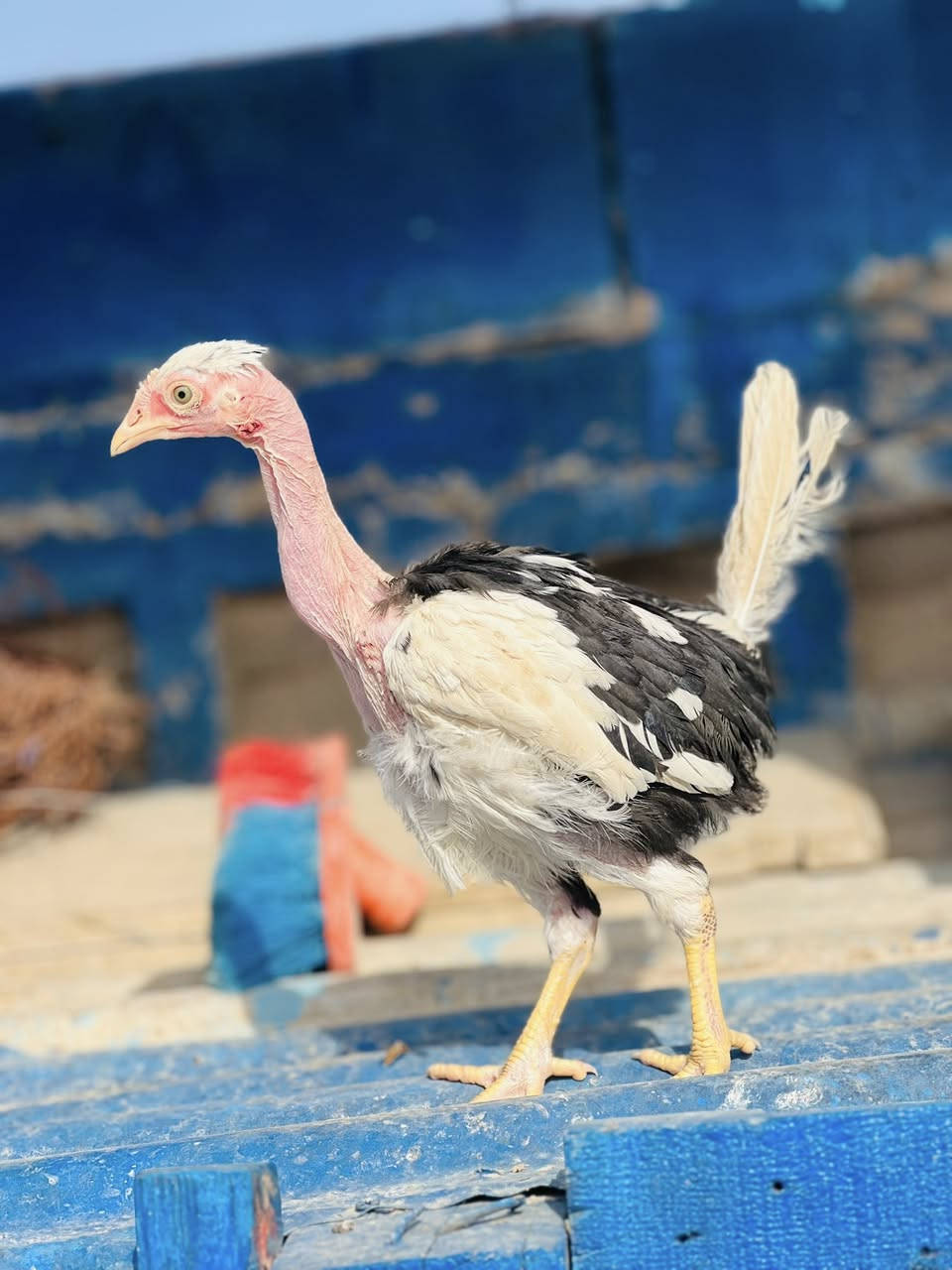 متاح فروجات ورد الباكله٥ دجاجات وديج الديج ابيض ورصاصي مقطع الامهات موجود بلمنشور  سعر الزوج 45 وبيهن مجال مكاني بصره كرنه قرب المستشفى ***********
