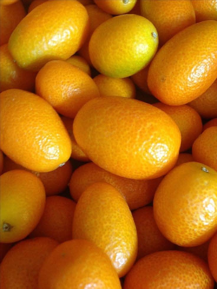 البرتقال القزمي 

الكمكوات

او البرتقال الصيني

متوفر االان  نبته كثيفه مثمره 

ارتفااع  النبته.  متر ونص 
السعر :  ١٠ االف 

عنوان تقاطع سبعه نيسان 

...........
  هي فاكهة من أنواع الموالح ( الحمضيات ) ، ثمارها لونها برتقالي صغيرة الحجم تزن بين 8-10 غم . وهي فاكهة بلون برتقالي صغيرة الحجم تزن بين 8 إلى 10 غرامات . تؤكل الثمرة كلها بقشرها ويتراوح ارتفاع شجرة الكمكوات مابين 8 حتى 15 قدم واشجار الكمكوات لا تتأثر بالبرودة والصقيع.
تختلف عن غيرها من أنواع الحمضيات في أنها تدخل في فترة الشتاء السكون العميق حتى أنها تبقى من خلال عدة اسابيع من الطقس الدافئ لاحقا من دون تكوين نموات جديدة أو تزهر . على الرغم من قدرتها على البقاء تحت ظروف درجات الحرارة المنخفضة ، وأشجار البرتقال الذهبي تعطي إنتاج أفضل وأكبر وأكثر حلاوة في المناطق الأكثر دفئا. و قد تؤكل نيئة. وتعتبر الثمرة ناضجة عندما تصل إلى مرحلة اللون الأصفر والبرتقالي.


**إذا كنت صاحب هذا الإعلان وتريد حذفه لأي سبب، رجاءا أرسل رسالة إلى الدعم الفني**