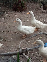 بشوش • ٩ • الشعيبه