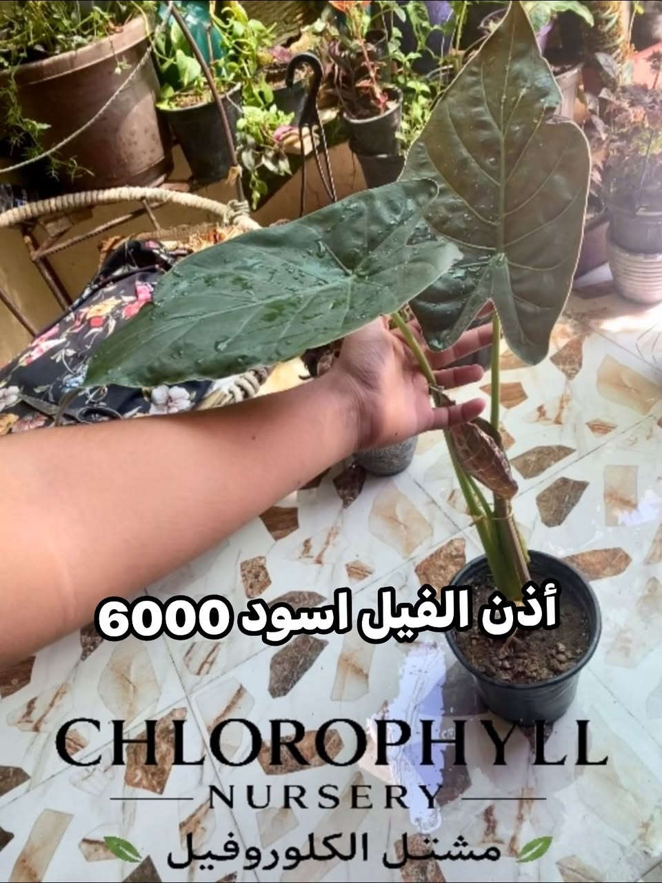 مشتل الكلوروفيل🌿🍀
يتوفر لدينا كافة النباتات المنزليه 
🚚 التوصيل داخل الموصل فقط (ايسر+ايمن)
للحجز والاستفسار *********** 📞 واتساب
#الموصل #نباتات #نباتات_منزلية #نباتات_الزينة
@إشارة
