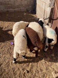 طليان فحله 3وفطايم نثايات2 شلع ((مليون و50)) قفل توصيل مجاني ٠٧٨٤٧٧٥٨٨...