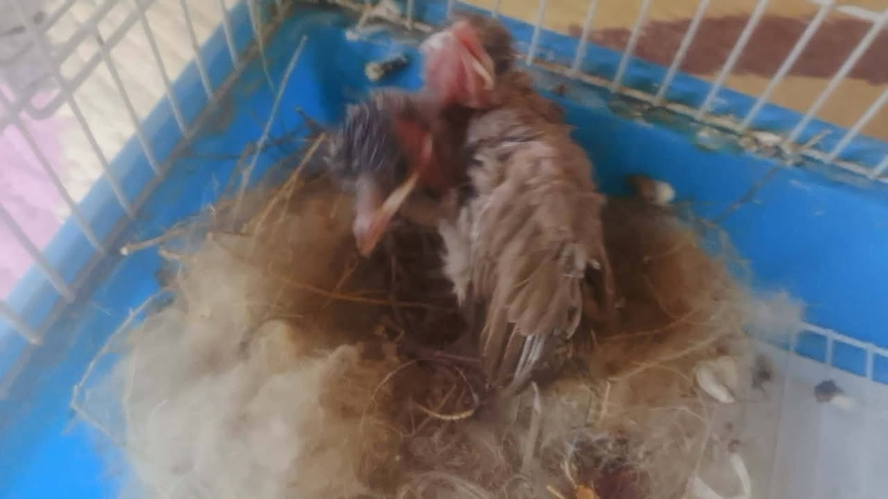 بلابل للبيع


**إذا كنت صاحب هذا الإعلان وتريد حذفه لأي سبب، رجاءا أرسل رسالة إلى الدعم الفني**