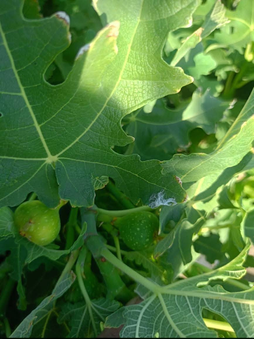 مشتل كرار الزراعي  الأسعار جمله فقط عرض جوه سوك 
يتوفر تين العبيد السعودي صور مال شهر تاسع 
حاليا بدون اروراق ضمان 💯 حجم سندان 19 
العدد موجود 400شتله ارتفاع شتله 50س واكثر 
وبي 40س سعر 3٫500
تحياتي الكم احبتي متابعين 
العنوان بغداد الكريعات يم وقف سني 
واتساب ***********
