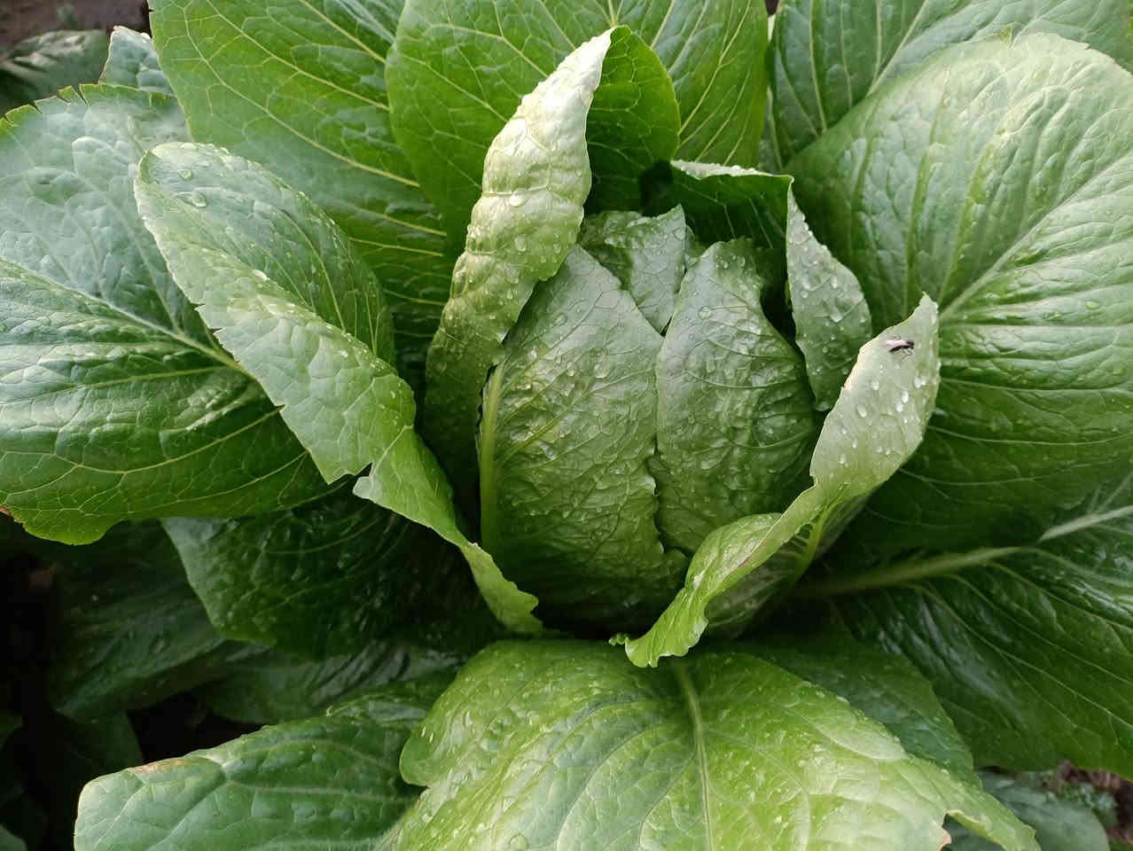 صباح الخير
توصيل داخل بعقوبة مجاني مجاني مجاني 
رقم الهاتف واتساب ***********
