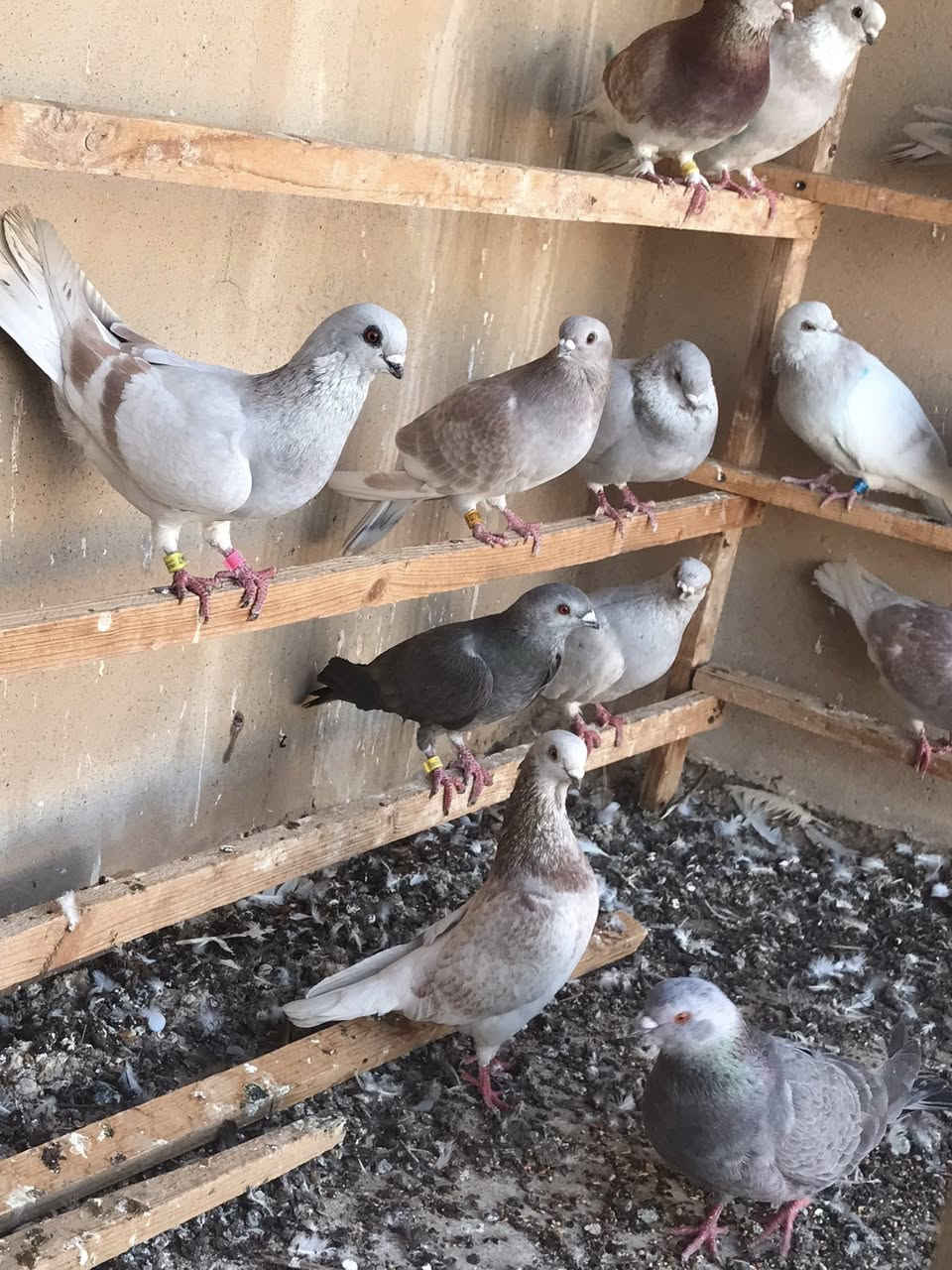 متاح 13 تك كحالي مال موصل كله زواج شراي تفضل خاص او تصل كلهن ب 70 الف ‭0789 165 3237‬
