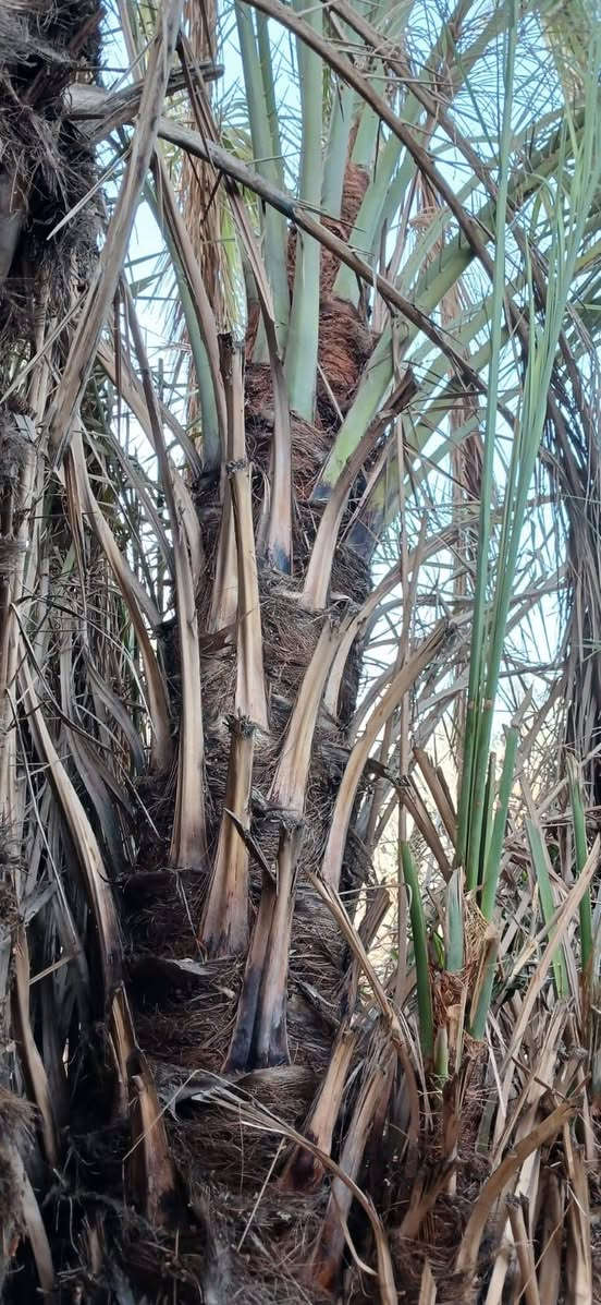 السلام عليكم ورحمة الله يوجد لدينا فسائل خضراوي العدد 2 فسائل خشنات كما موضح في الصورة للتواصل الاتصال على الارقام التالية ***********
***********
