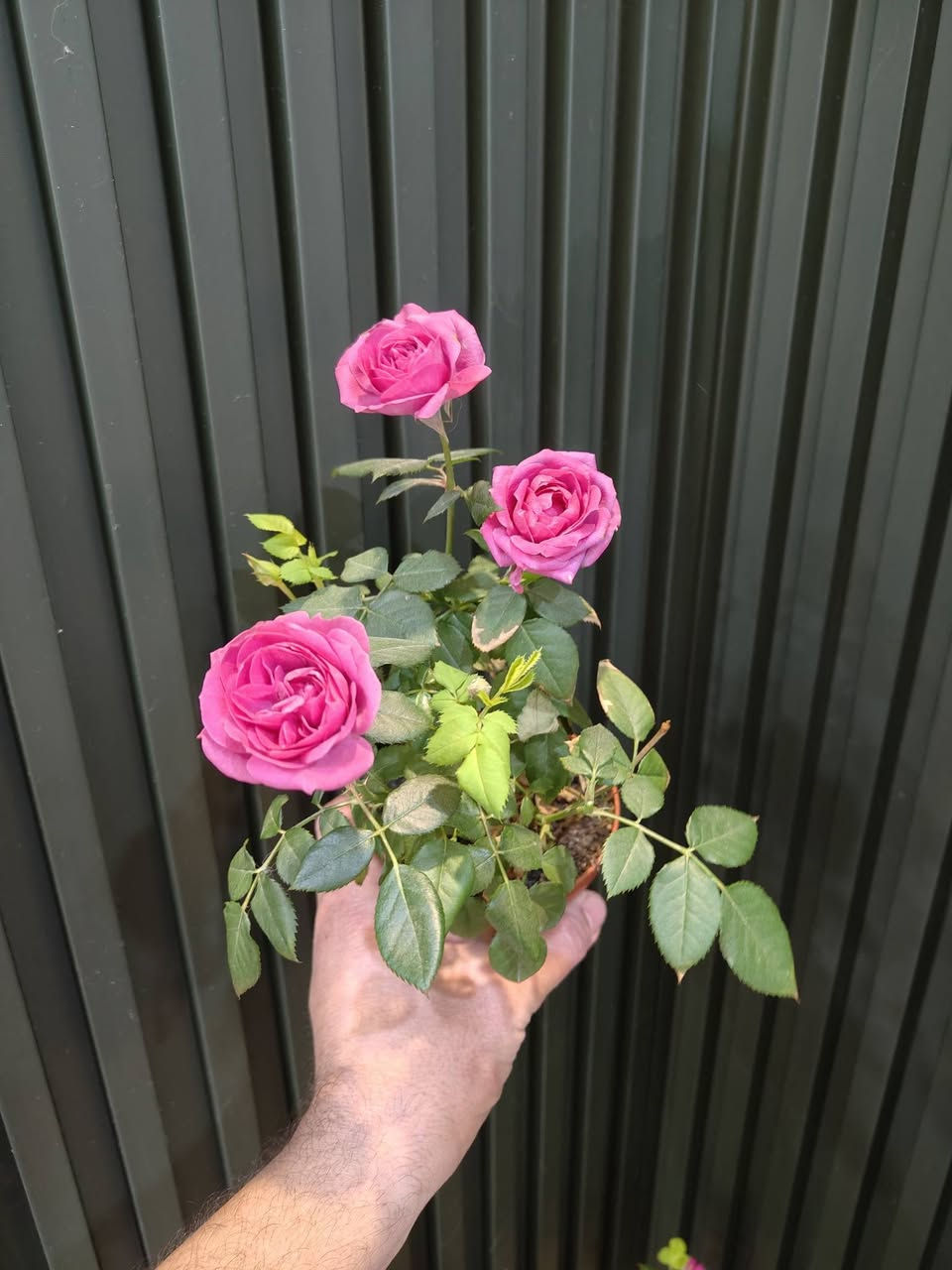 عروض خاصة 
عروض اليوم 
عروض التصفية
نباتات بصحة جيدة 
عروض تصل لنصف القيمة
علما ان النباتات المعروضة متوفرة فقط
مكاني موصل حي السكر قرب جامع الرحمة 

جميع الأسعار مذكورة تحت الصور
الكمية محدودة

يوجد توصيل داخل الموصل ولجميع محافظات العراق 
للحجز والطلب مراسلة الصفحة او التواصل على رقم الواتس اب 0771269248
#برعم_للنباتات 
#عروض_يوم_الجمعة
#عروض_خاصة


**إذا كنت صاحب هذا الإعلان وتريد حذفه لأي سبب، رجاءا أرسل رسالة إلى الدعم الفني**