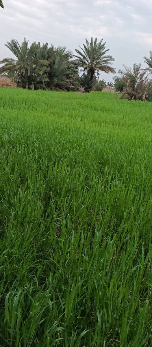 للبيع أرض زراعية طابو (16 دونم)
ميسان - گصيبة الثانية /قرب المستوصف الصحي 

للاستفسار الإتصال: ***********
