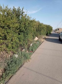 حصيبه السنجك • ٦٨٧م • واجهه ١٥م