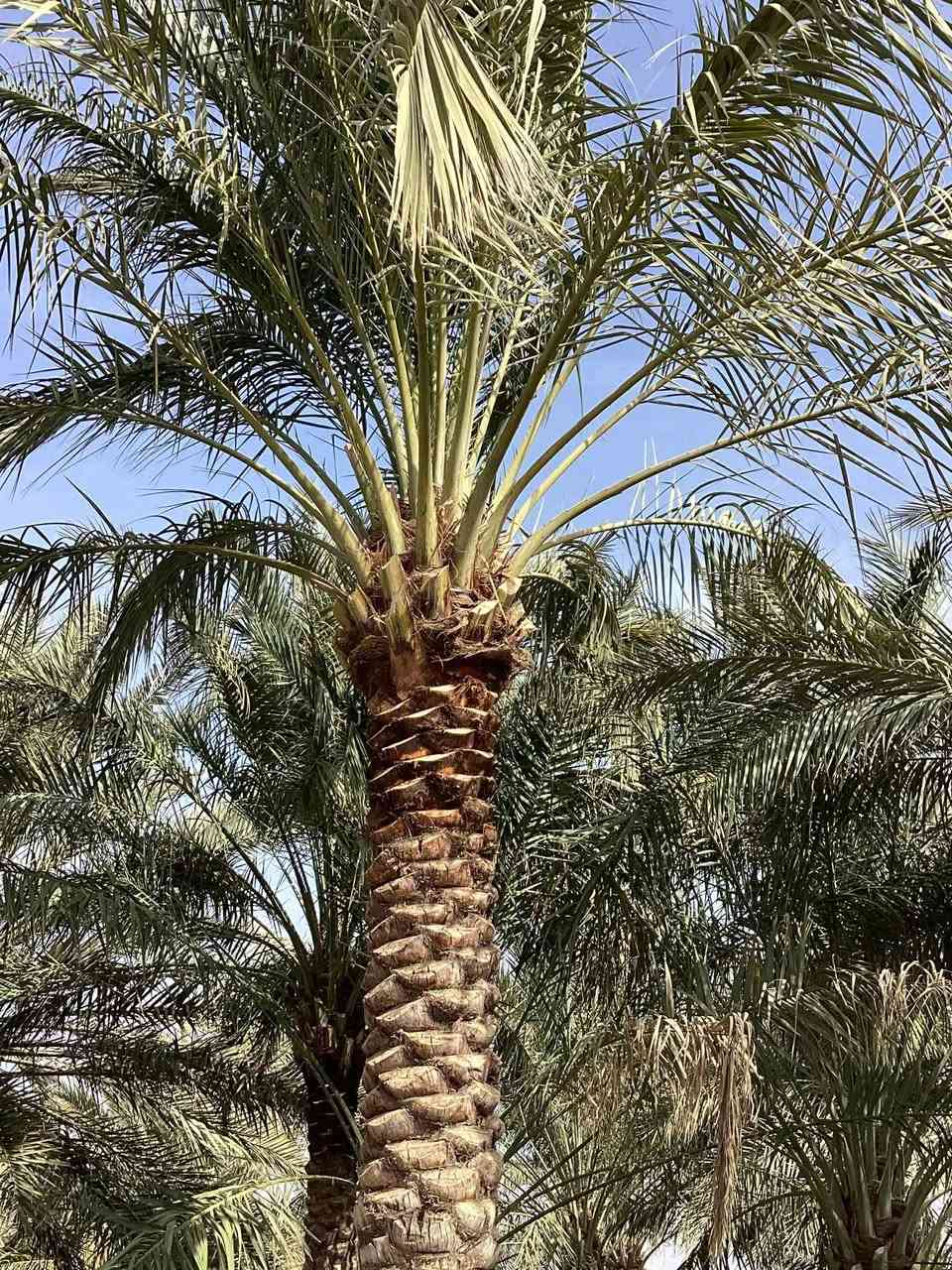 شغل اليوم يوجد تكريب قلع فروخ نخل تجذير نخل دوه نخل أتصل أو تراسل ( ***********)
