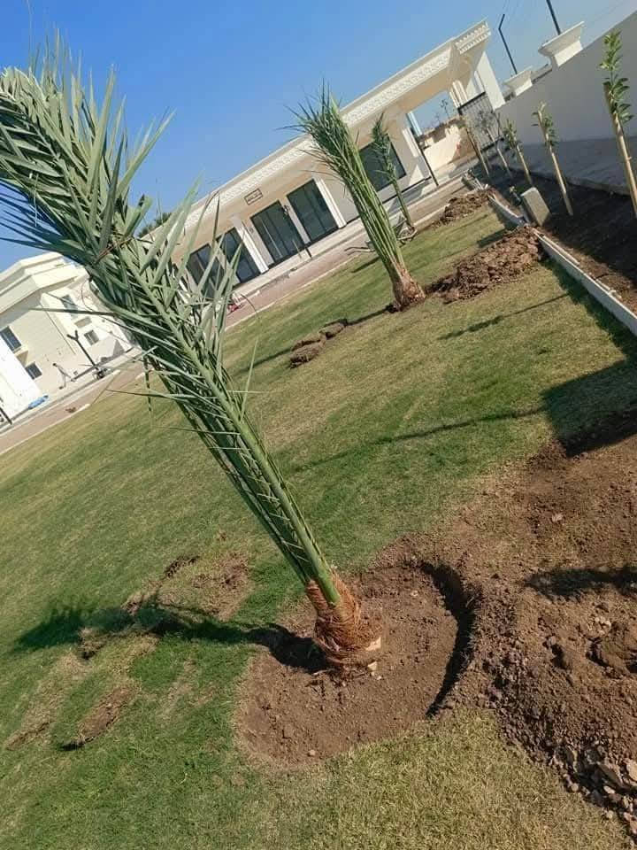 يا الله سلام عليكم جاهزين لتجهيز كل لمزارع من كل انواع نخيل والحمضيات وتجهيز الحدائق وقص الحدائق وديكور الحدائق وقص الشجار
الاتصال //***********
