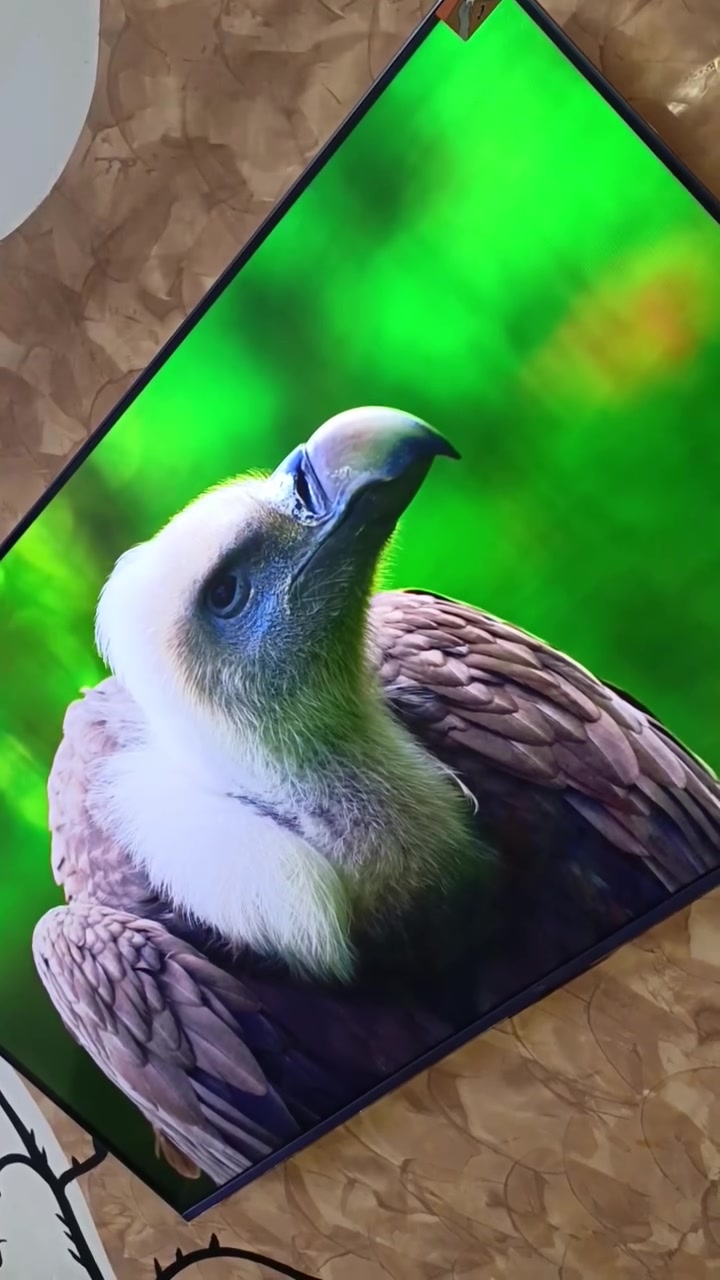 الحجم: 55 بوصة. ***********
دقة العرض: 4K UHD (3840 × 2160).
نوع الشاشة: QD-Mini LED مع تقنية QLED.
معدل التحديث: 144Hz أصلي، مع دعم VRR حتى 240Hz للألعاب.
المعالج: AiPQ Pro لتحسين الصورة والذكاء الاصطناعي.
تقنيات HDR: Dolby Vision IQ، HDR10+، وHLG.
الصوت: نظام ONKYO 2.1 بقوة 40 واط (2×10W + 20W Subwoofer).
تقنيات الصوت: Dolby Atmos وDTS Virtual:X.
النظام: Google TV مع متجر Google Play، ومساعد Google، وChromecast مدمج.
المنافذ: 4 منافذ HDMI (منها HDMI 2.1 مع eARC)، ومنفذا USB، وWi-Fi، وBluetooth 5.4.
مميزات الألعاب: Game Master، وALLM، وAMD FreeSync Premium، ودعم 4K@144Hz.
التصميم: إطار نحيف جدًا (Ultra Slim Desigمشاهدة الأفلام بجودة عالية.
ألعاب PS5 وXbox Series X.
ألوان قوية وتباين ممتاز بفضل تقنية Mini LED
