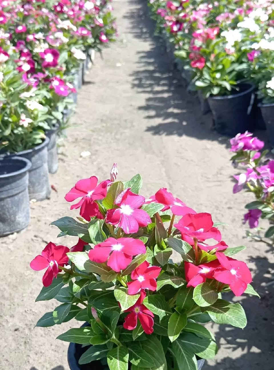 السلام عليكم سعر القطعه الفين وتوصيل مجاني جميع مناطق كربلاء ***********
