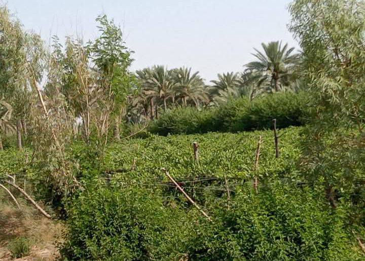 السلام عليكم يتوفر بستان للبيع أربعة دونم طابو زراعي سند 25 ديالى منصوريه الجبل قرب تقاطع الشوهاني تسقى سيح ماطور قطاس مسيجه مخدومه درجه اولى مزروعه عنب وباميه مقطه مزروعه أكثر التفاصيل ع الرقم أقرب داله تقاطع الشوهاني ***********
