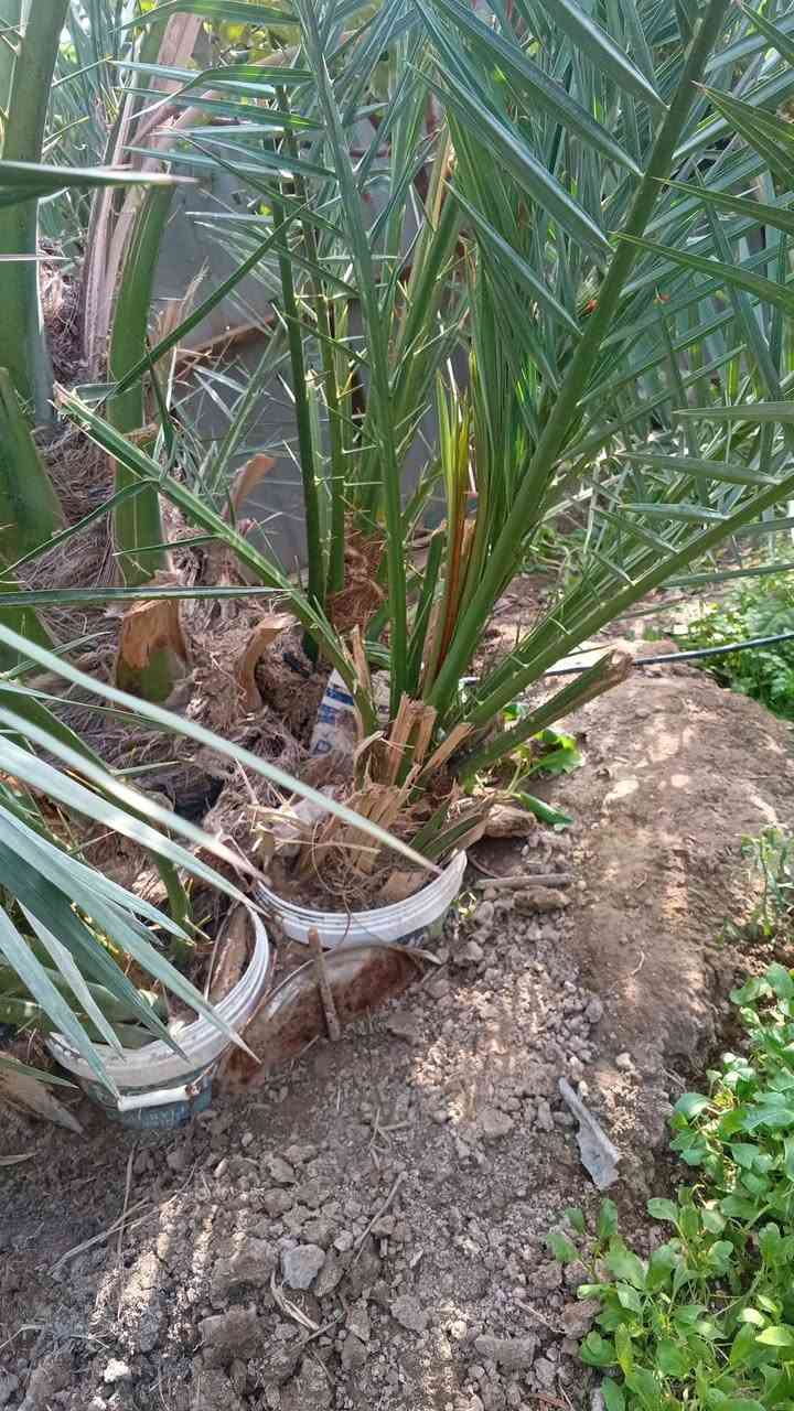 السلام عليكم يوجد نخل برحي حر مجذر للبيع قضاء المدينه رقم الهاتف ‏‪+9647703298530‬‏


**إذا كنت صاحب هذا الإعلان وتريد حذفه لأي سبب، رجاءا أرسل رسالة إلى الدعم الفني**