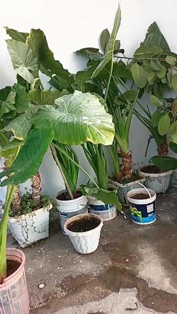 8مەرکانەگول زۆربەیان لەیەک مەرکان دووگولی تیایە دانەی 10هەزارمامەلە چوارقورنە


**إذا كنت صاحب هذا الإعلان وتريد حذفه لأي سبب، رجاءا أرسل رسالة إلى الدعم الفني**