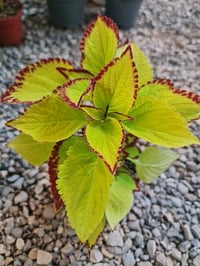 نباتات ضلية • خالص الغربية • اسواق الحداد