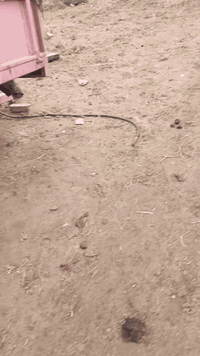 مكينة عنتر ٨٠ • عربانة • ميسان الكحلاء