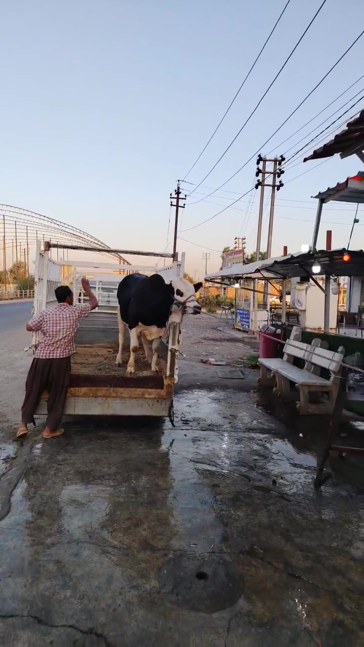 اللهم صلي على محمد وآل محمد
اليوم بتاريخ 6/25 يوم الخميس
ذبح عجل عراقي هرفي
يوجد خدمه توصيل داخل شهربان ***********
