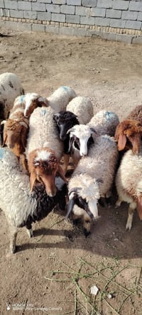 طليان • ١٢ • ناصريه سيددخيل