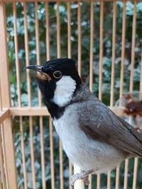 بلبل أليف • تغريد • حي الحسن العسكري