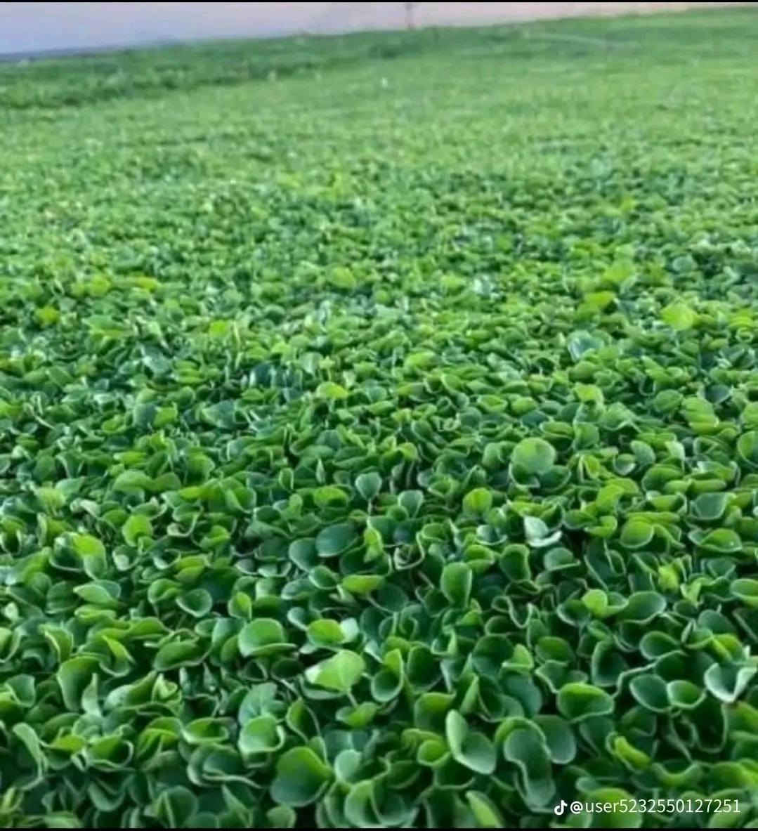 🌳 ثيل طبيعي من أجود الأنواع.. خضرة تدوم وأناقة تبهج! 🌳
مناسب للاستخدام في:

🏡 المنازل | 🌿 الحدائق | ⚽ الملاعب | 🏢 الدوائر | 🏗️ المشاريع الاستثمارية

🟢 أنواع متوفرة لدينا:

فرنسي – إيطالي – أمريكي – هندي – إسباني – إنكليزي

💚 نوعيات ممتازة بأسعار مناسبة جداً

📦 وقابل للتفاوض للكميات الكبيرة

✅ تجهيز كميات كبيرة للمشاتل والملاعب

✅ كادر متخصص بالزراعة والتركيب السليم

✅ نوصل لك لباب البيت، بأسرع وقت!

📞 للحجز أو الاستفسار تواصل معنا الآن

***********

***********

#ثيل_طبيعي #خضرة_دائمة #زراعة_ثيل #ملاعب #مشاتل #أسعار_تنافسية
