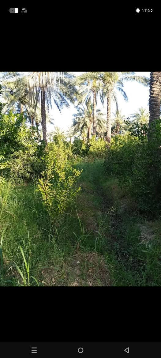 خوان نص دونم للبيع في منطقت الرشدية سند خمسه وعشرين الوجهة عشرين ونزال ستين يحتوي على حمضيات ونخل ماء كهرباء وسعر مناسب ستفسار على رقم ***********
